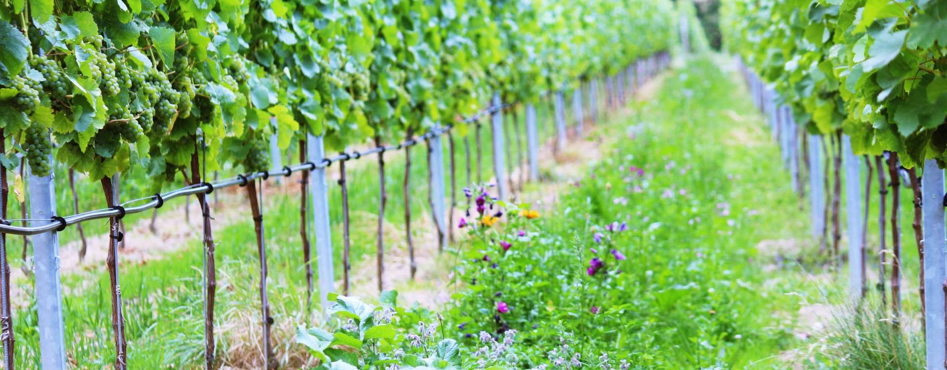 Zwischen den Rebstöcken sprießen Wildblumen.