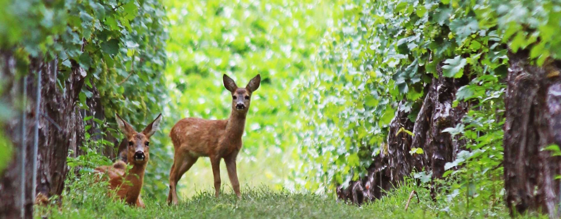 Rehe ruhen sich im Schatten unserer Weinanlage aus