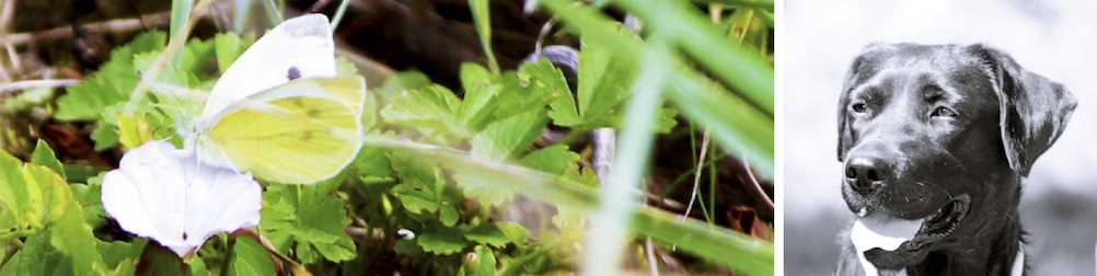 Tiere und Natur im Weingut. Dank der extensiven Bewirtschaftung fühlen sich Insekten und andere Tiere hier wohl.